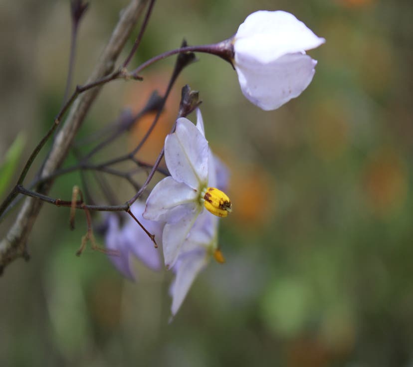 Solanum laxum / Jazmín de la Selva